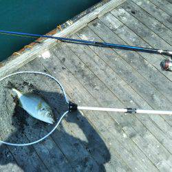 8月の海上釣堀オーパ!!シマアジ祭り