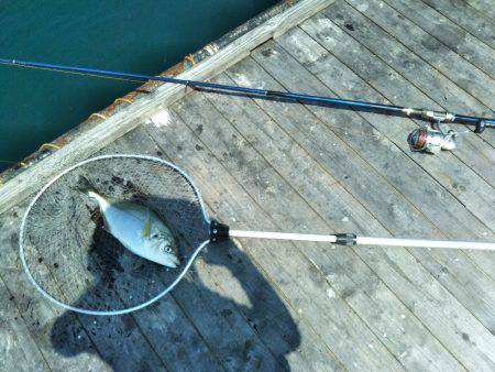 8月の海上釣堀オーパ!!シマアジ祭り