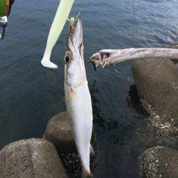 ワインドカマス