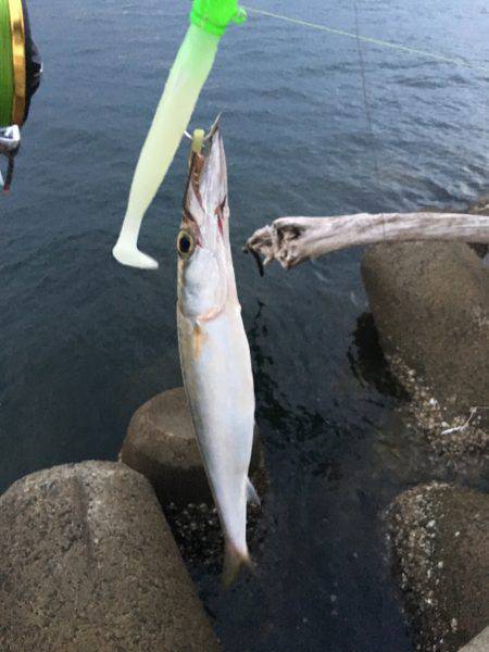 ワインドカマス