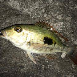 石垣島旅行 夕飯前にちょい釣り