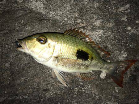 石垣島旅行 夕飯前にちょい釣り