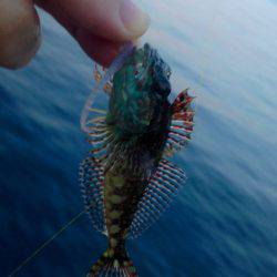 盆明けアジング