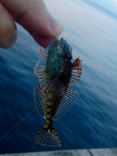 盆明けアジング