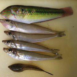 タチウオ釣りたい