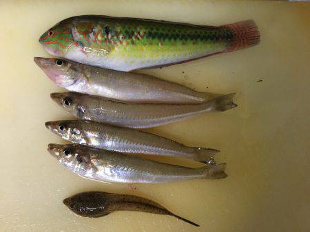 タチウオ釣りたい