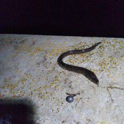 初めての都志港