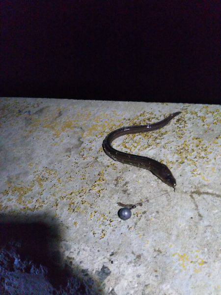 初めての都志港