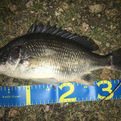 淀川ブリゲー 右岸