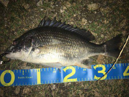 淀川ブリゲー 右岸