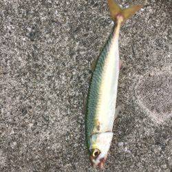 シーバス狙いが(T . T)