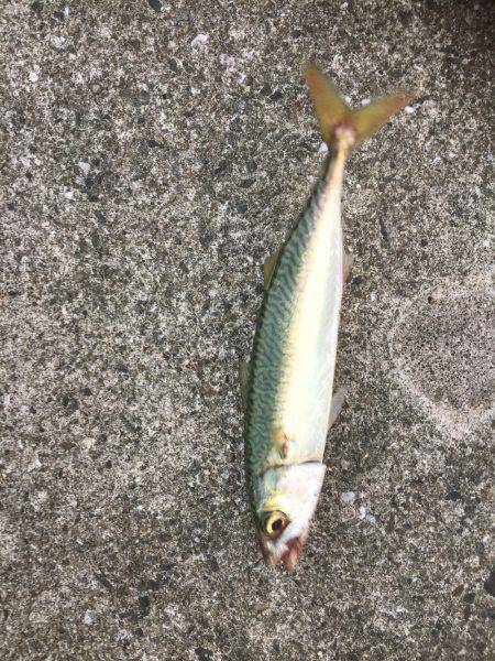 シーバス狙いが(T . T)