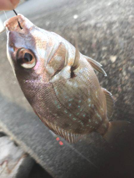 今日の釣行