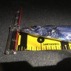 久々の夕マヅメ