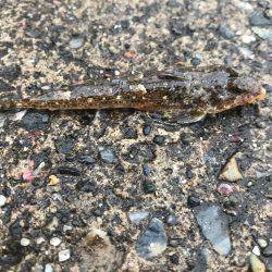 外道ばっかり。。。