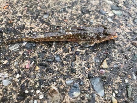 外道ばっかり。。。