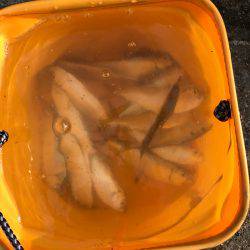 サビキin四日市港第3