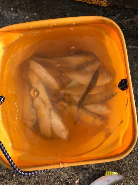 サビキin四日市港第3