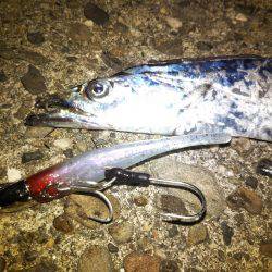 カマス不発もタチウオ