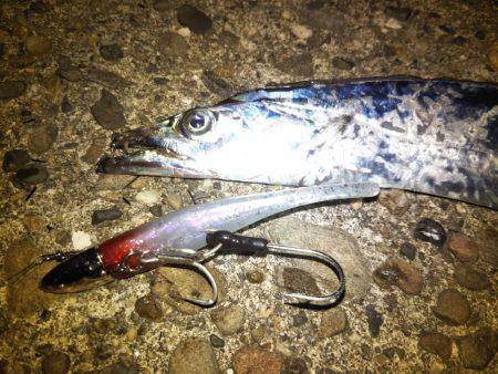 カマス不発もタチウオ