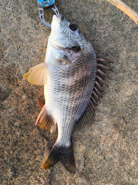 淀川ブリゲー デイキビレ