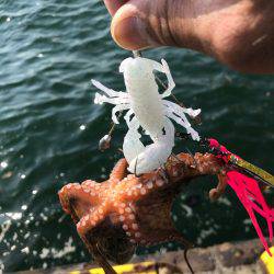 終盤戦、タコともお別れ！