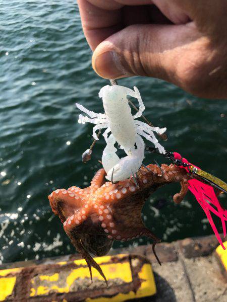 終盤戦、タコともお別れ！