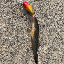 鯊クランクベイト  アーミーベイトで狙う。