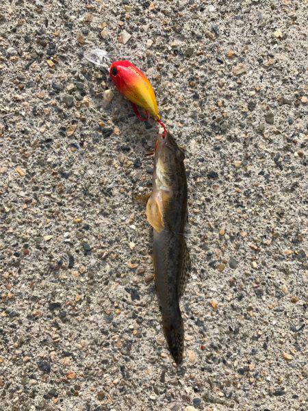 鯊クランクベイト  アーミーベイトで狙う。