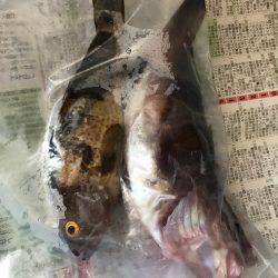 ロックンフィッシュ٩( ‘ω’ )و