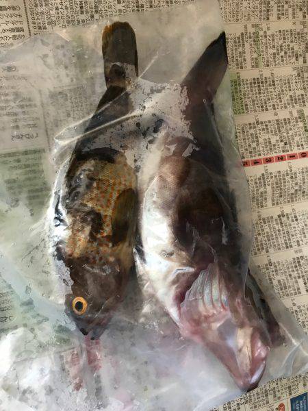 ロックンフィッシュ٩( ‘ω’ )و