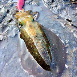 夏イカ求めて②