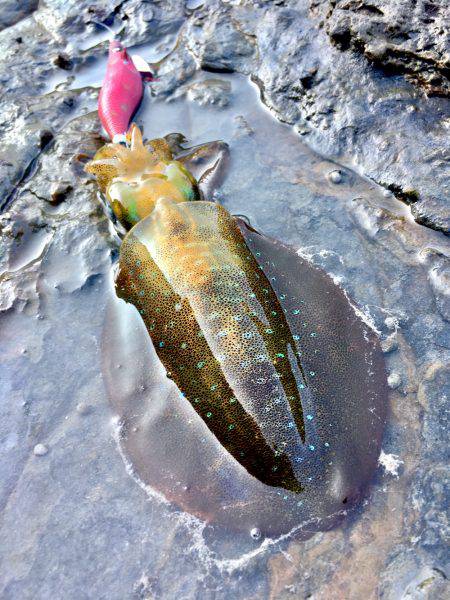 夏イカ求めて②