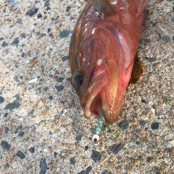 ぴょんぴょんコツ、、グクググ