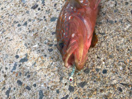 ぴょんぴょんコツ、、グクググ