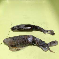 まだ小さいのが多いです❗️