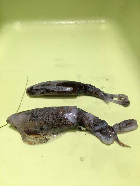 まだ小さいのが多いです❗️