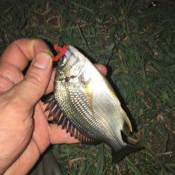 あえてのチビレ狙い