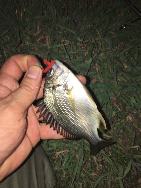 あえてのチビレ狙い