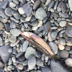 子どもとキス釣りが…