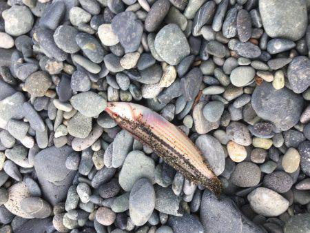 子どもとキス釣りが…