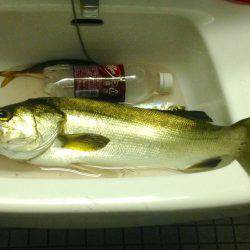 わらしべアジング