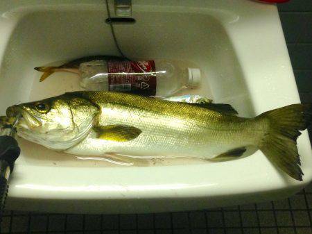 わらしべアジング