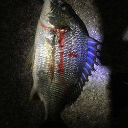 夕涼みチニング