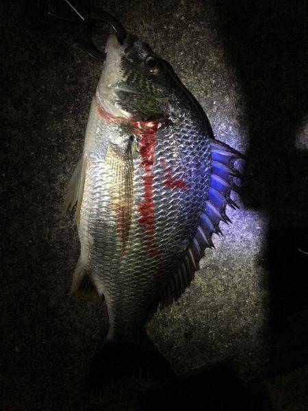 夕涼みチニング