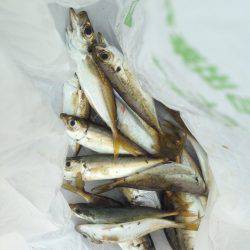 垂水漁港でガシリング・アジング・イワシングル