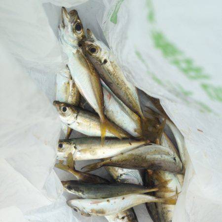 垂水漁港でガシリング・アジング・イワシングル