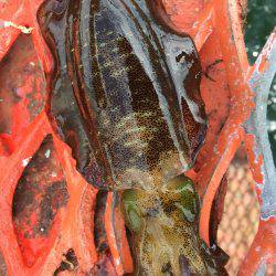 ハマチ?ハマチ!ハマチ!