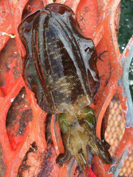 ハマチ?ハマチ!ハマチ!