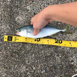 コズクラ、シイラ